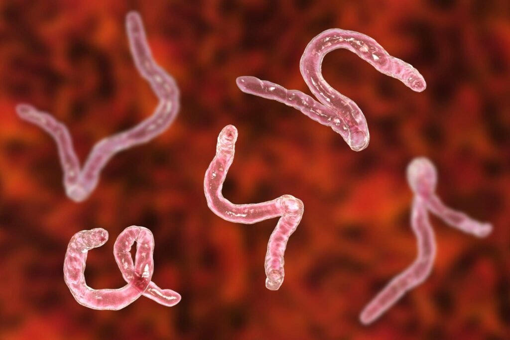 Hookworm Infections Causes Symptoms Diagnosis Treatments